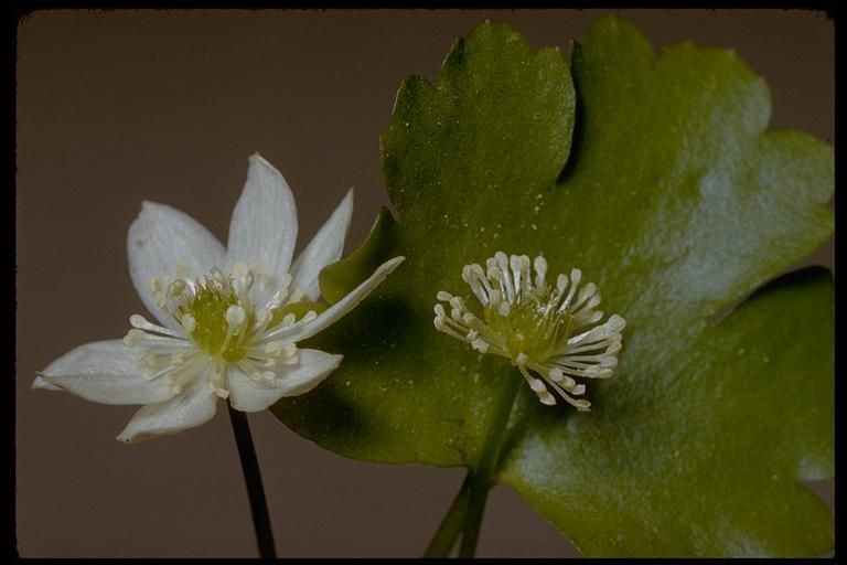 Ranunculus hystriculus — houseplant care guide
