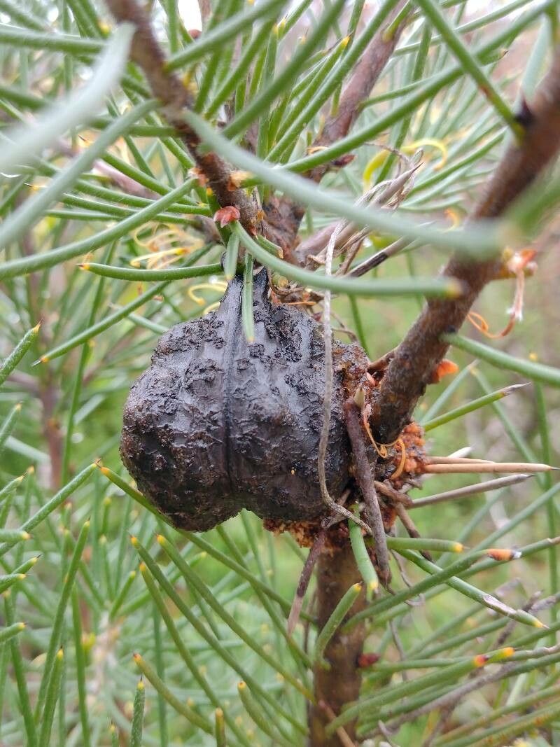Hakea gibbosa fruit