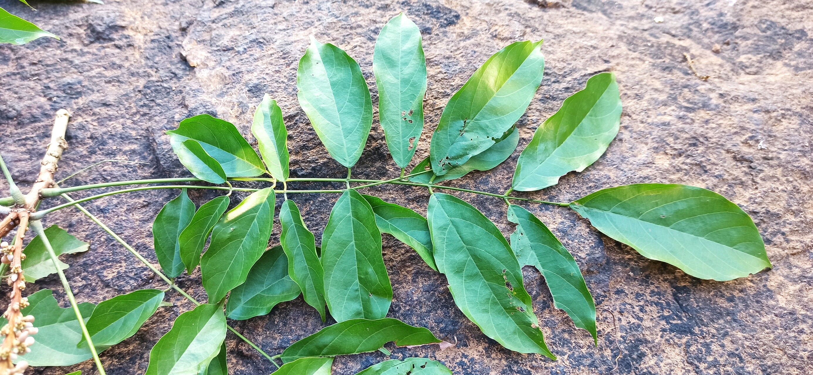 Millettia sanagana leaf