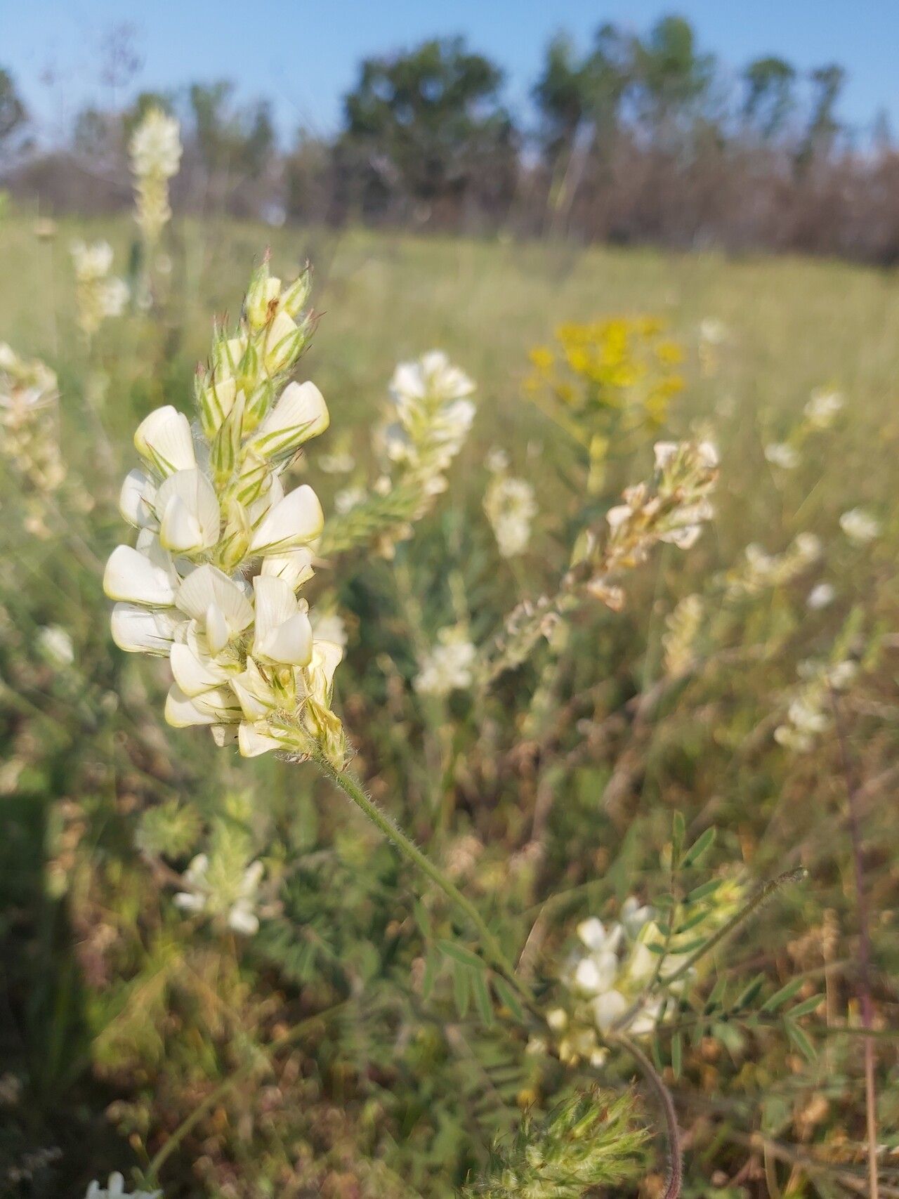 Onobrychis alba flower