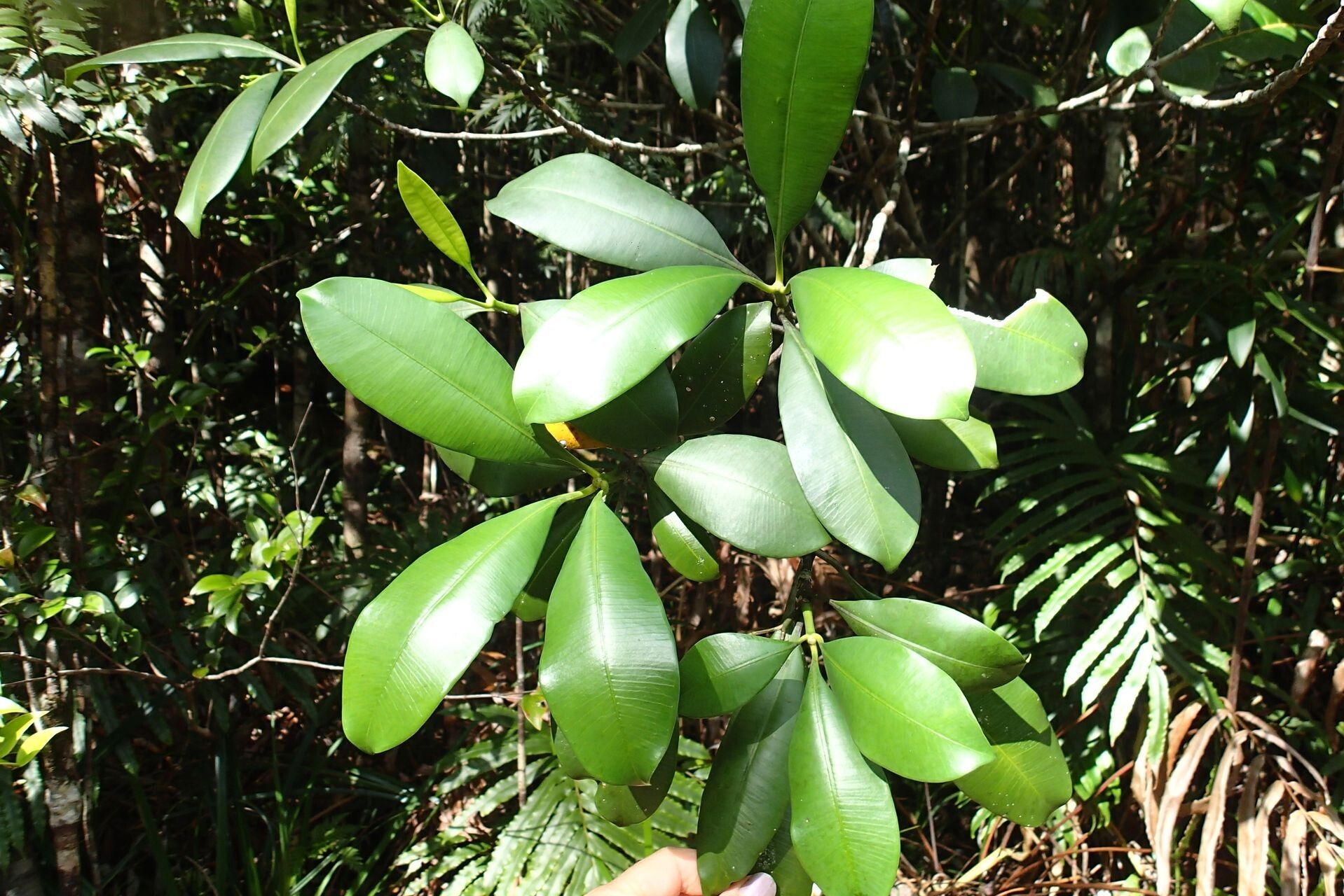 Ochrosia balansae — related species from the same genus