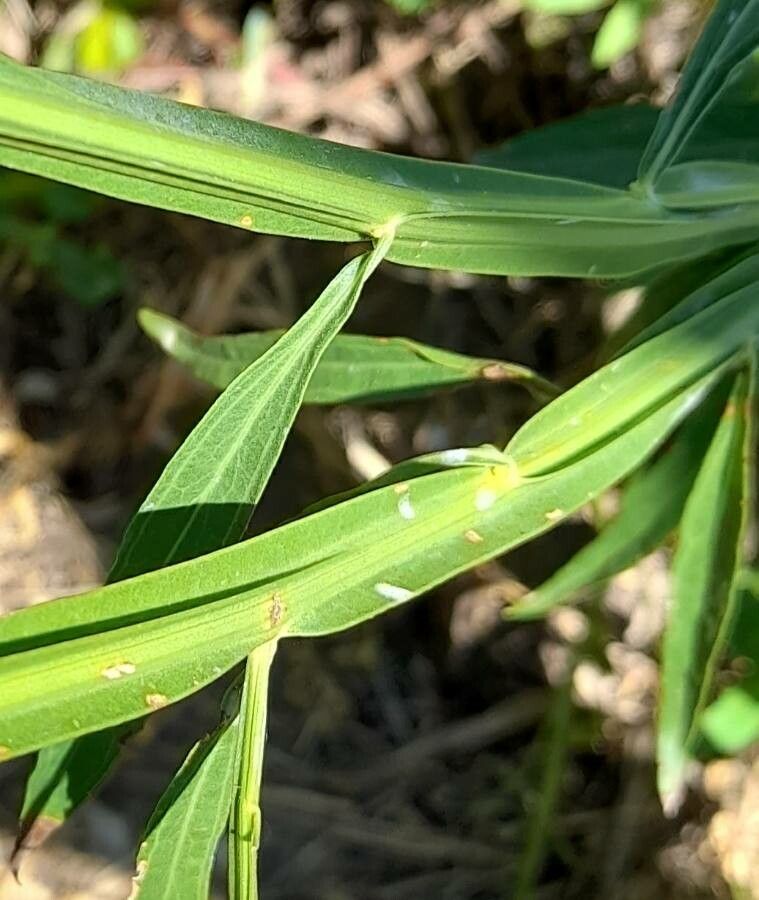 Baccharis phyteumoides bark