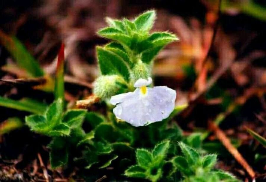 Hybanthus calceolaria — related species from the same genus