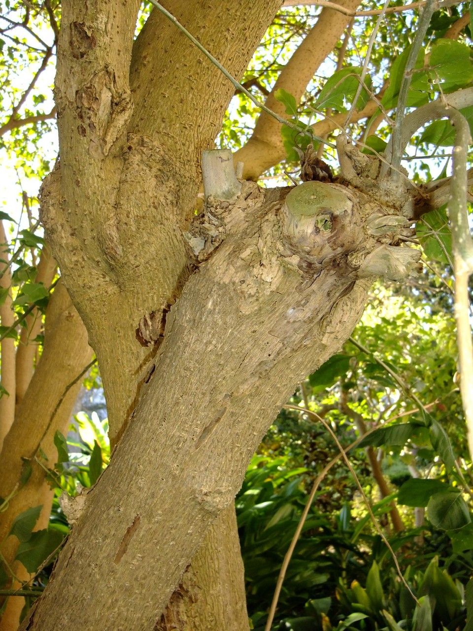 Iochroma cyaneum bark