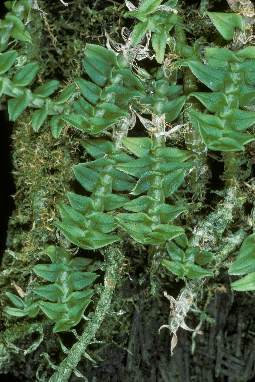 Dendrobium dichaeoides bark
