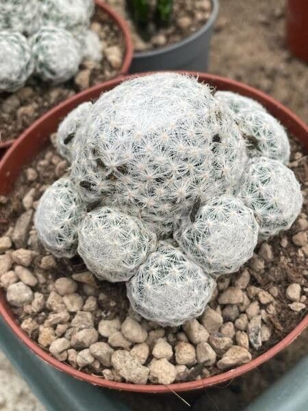 Mammillaria humboldtii bark