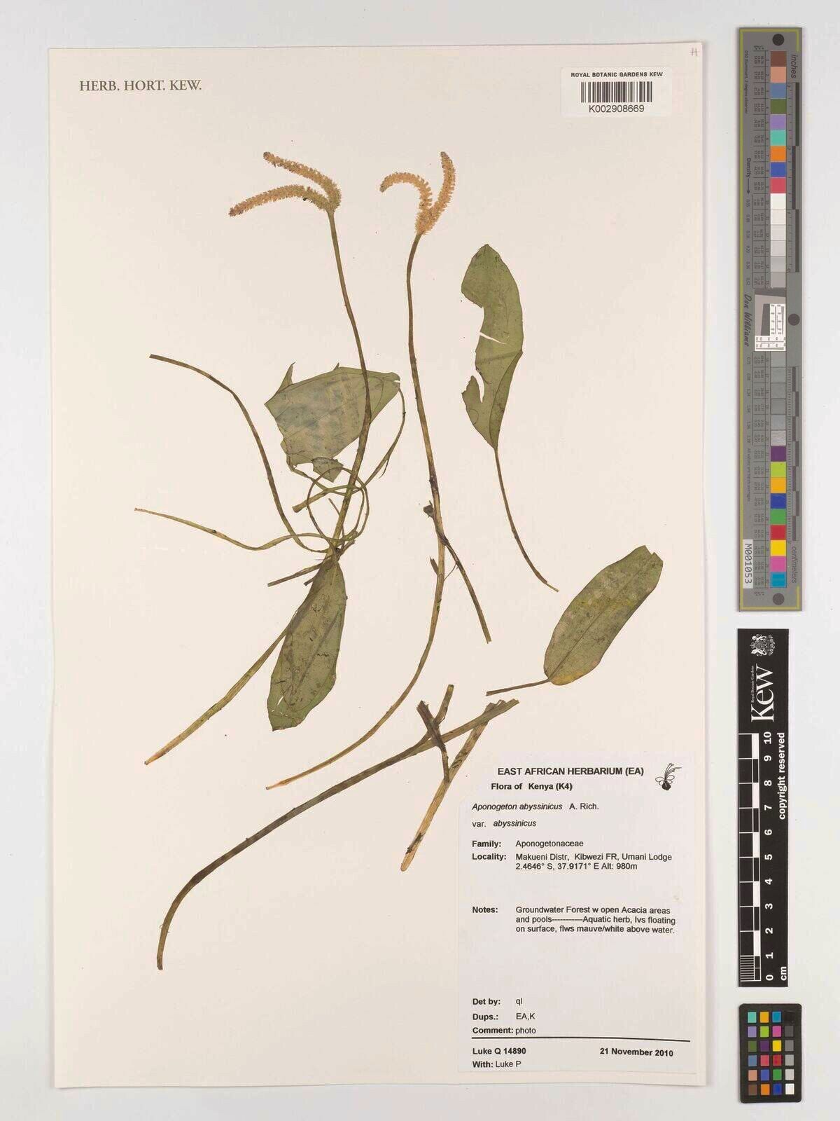 Aponogeton abyssinicus — related species from the same genus