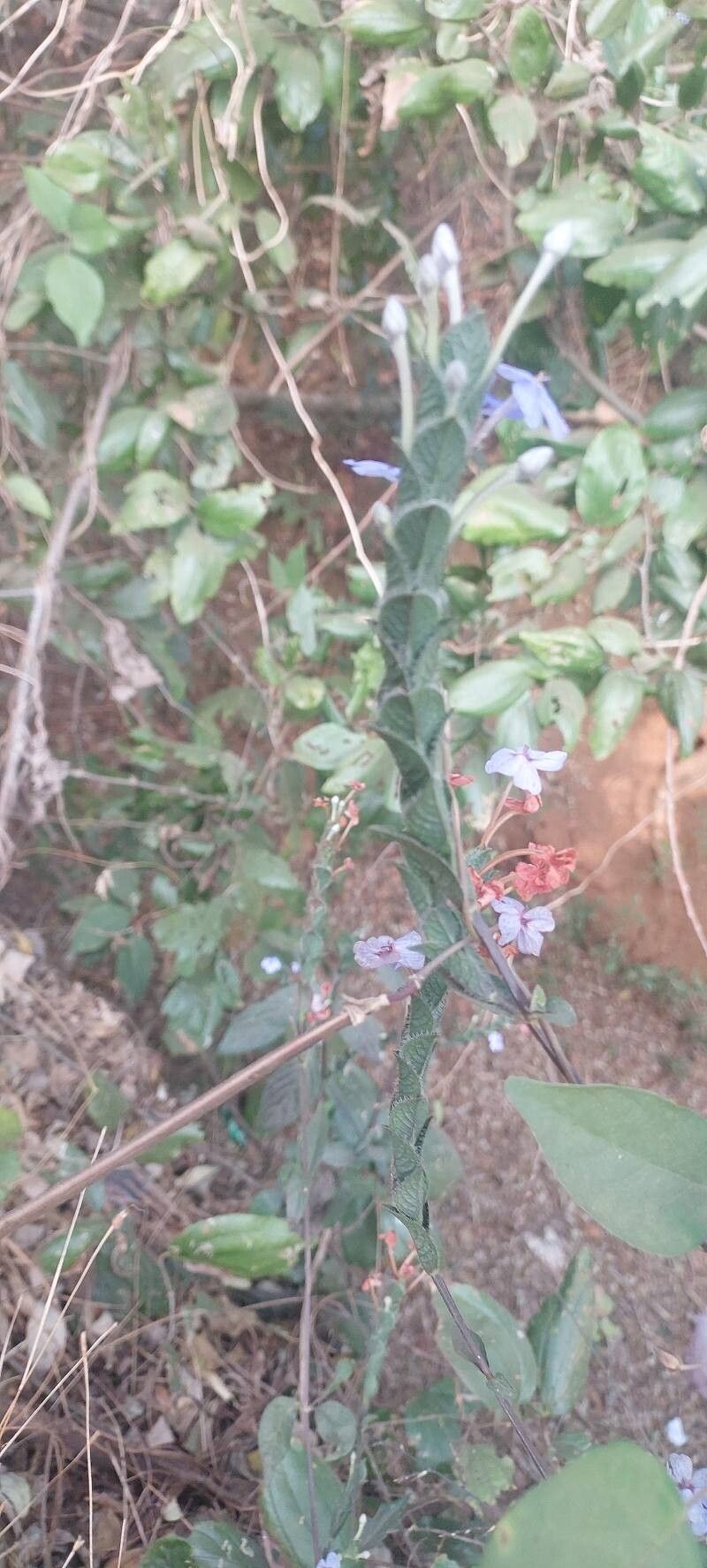 Eranthemum purpurascens — related species from the same genus