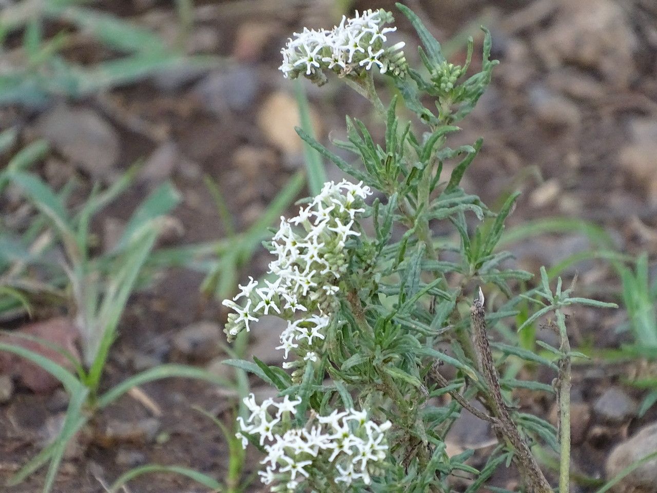 Heliotropium longiflorum flower