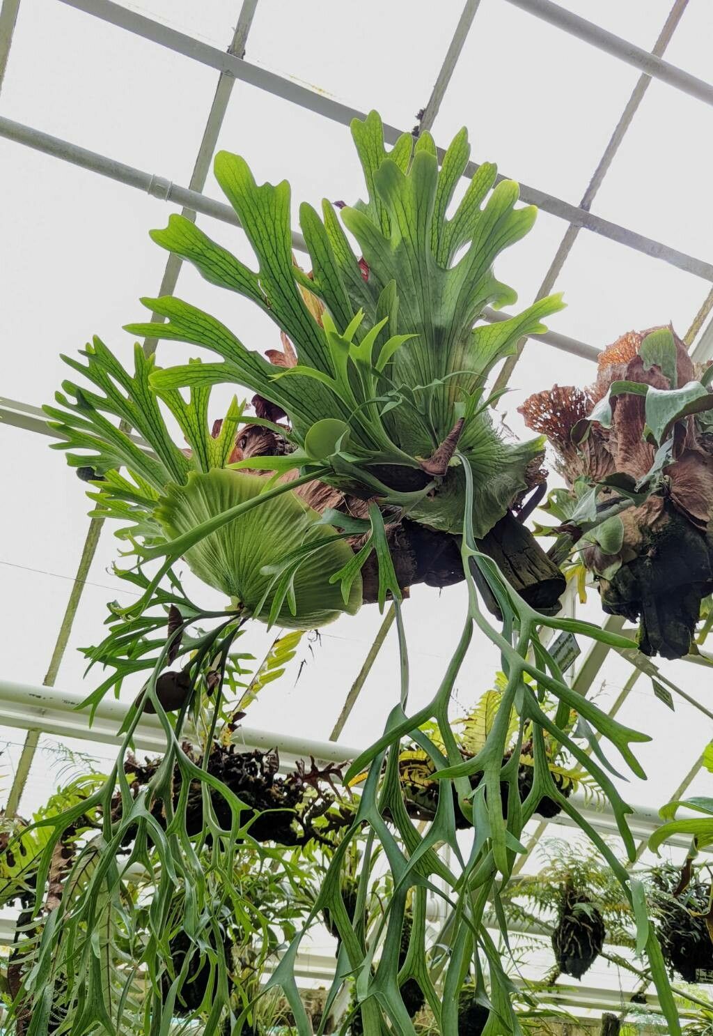 Platycerium coronarium habit