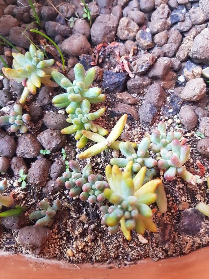 Sedum pachyphyllum bark