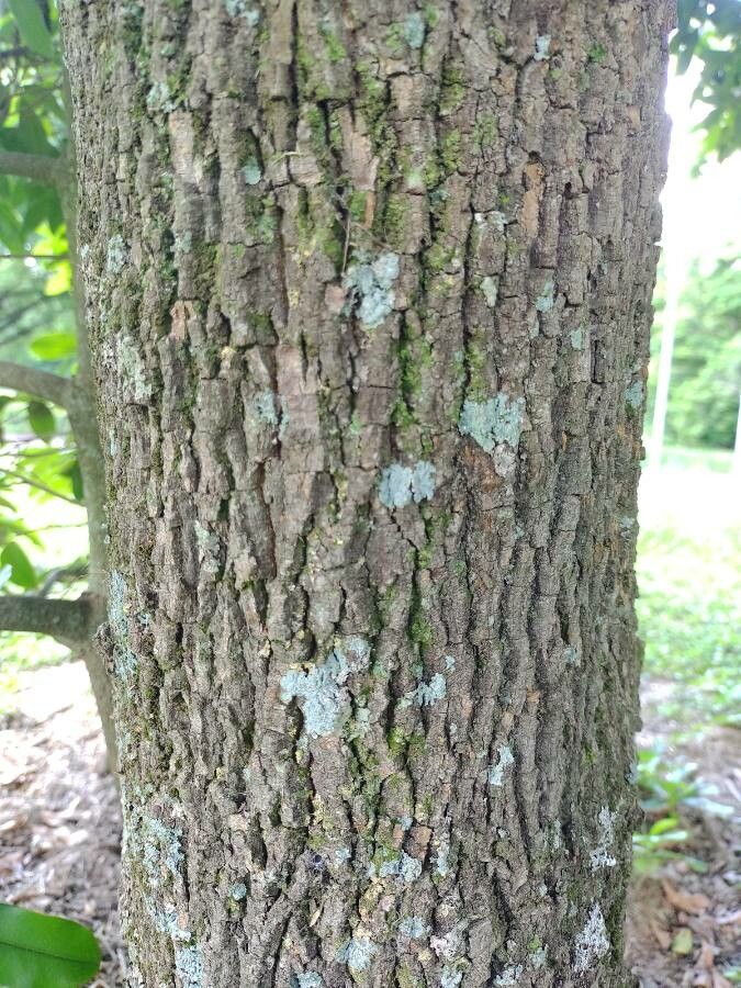 Duguetia lanceolata bark