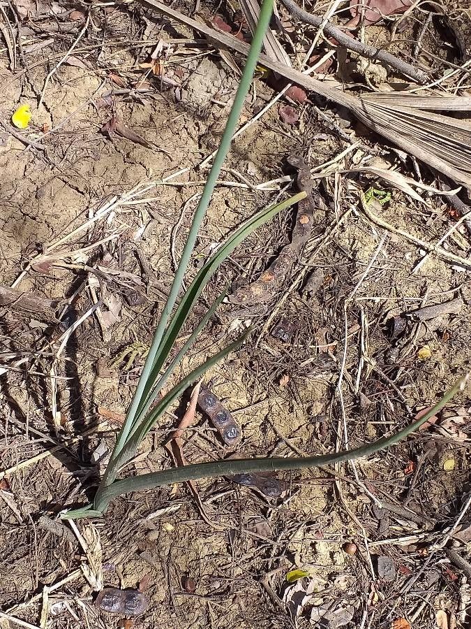 Albuca abyssinica