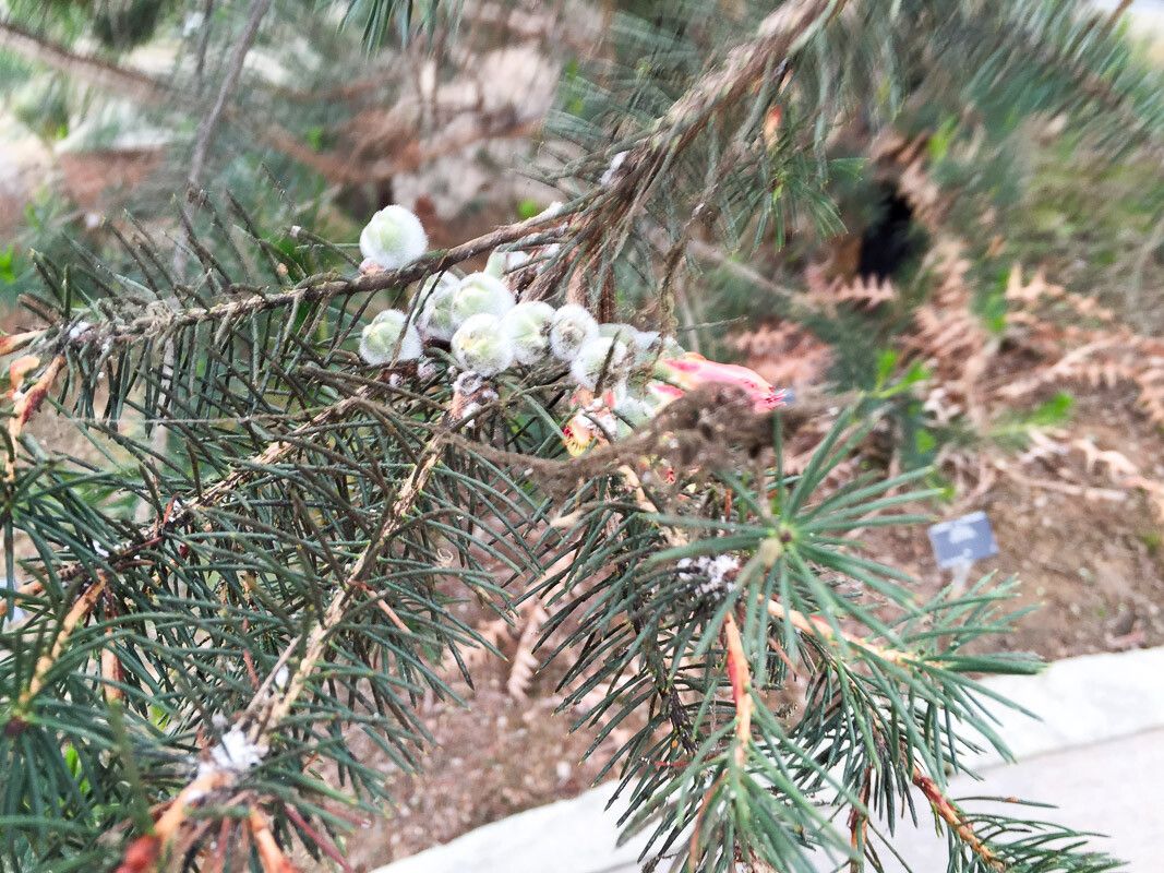 Melaleuca rupestris — houseplant care guide