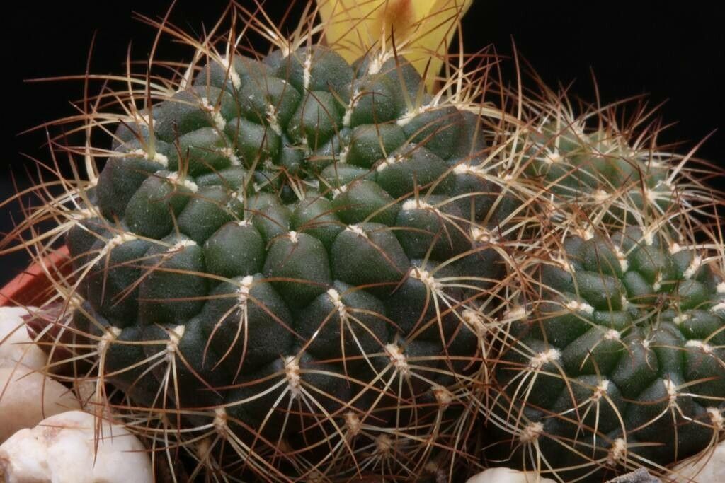 Rebutia cardenasiana — related species from the same genus
