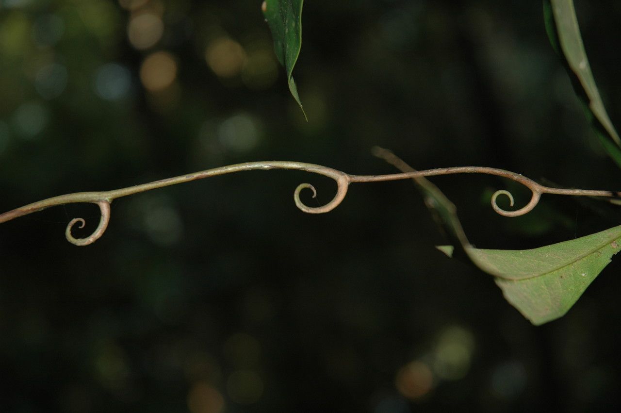 Ancistrocladus heyneanus bark