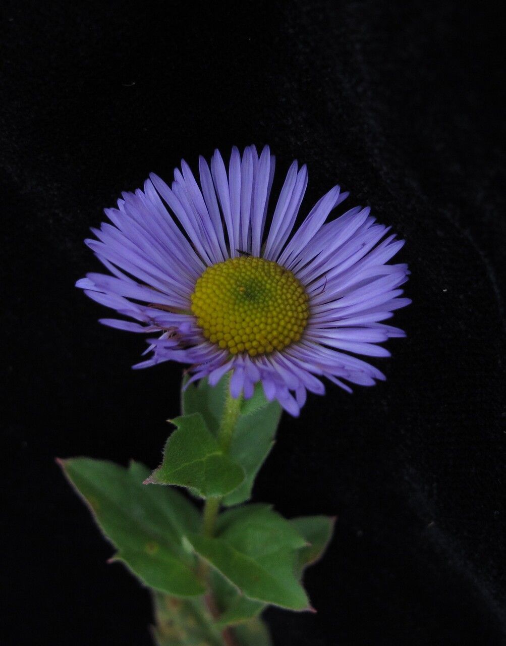 Erigeron multiradiatus habit