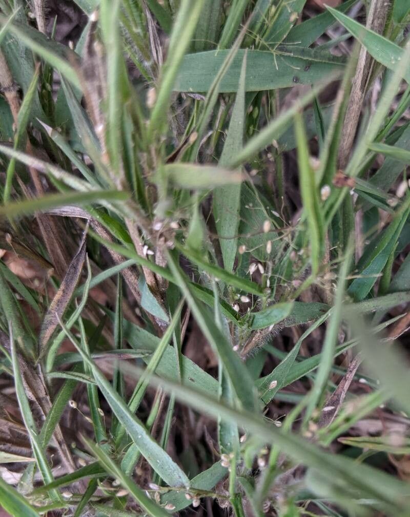 Dichanthelium scribnerianum flower