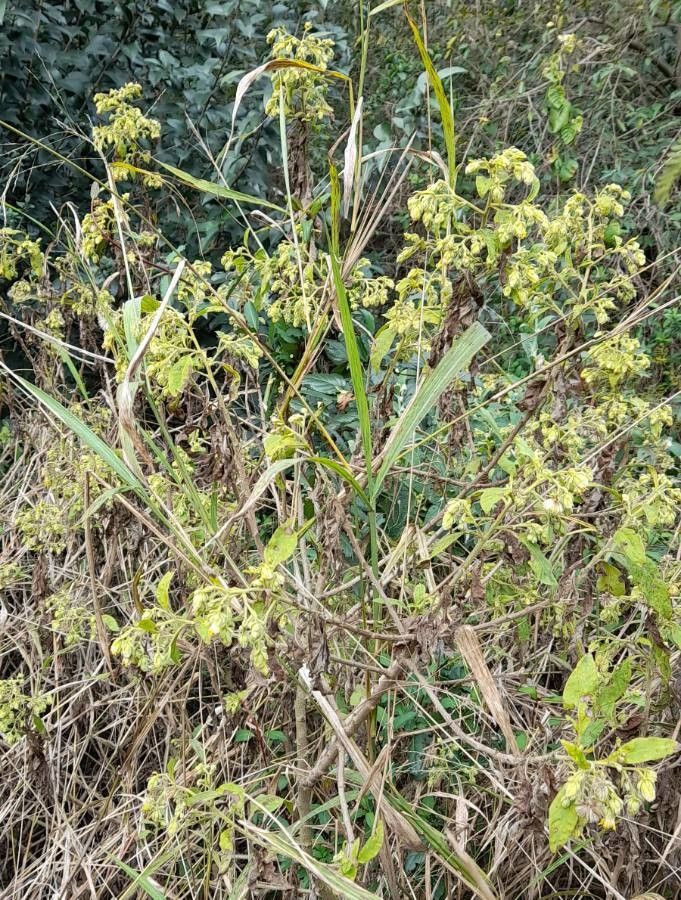 Trixis praestans habit