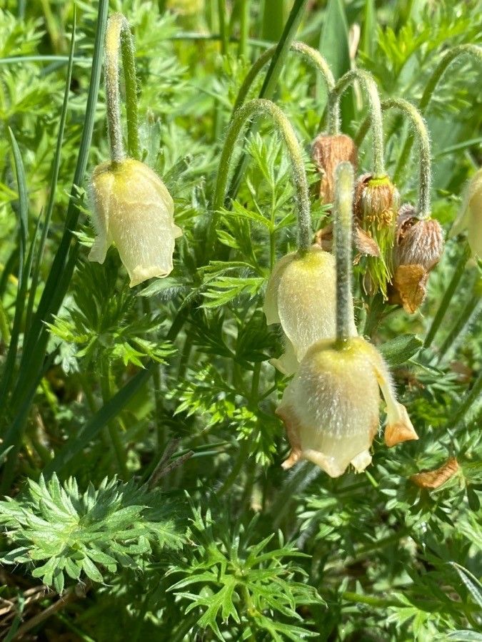 Pulsatilla albana flower
