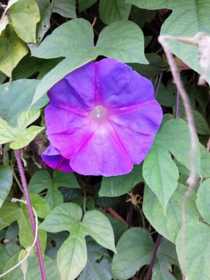 Ipomoea hederacea flower