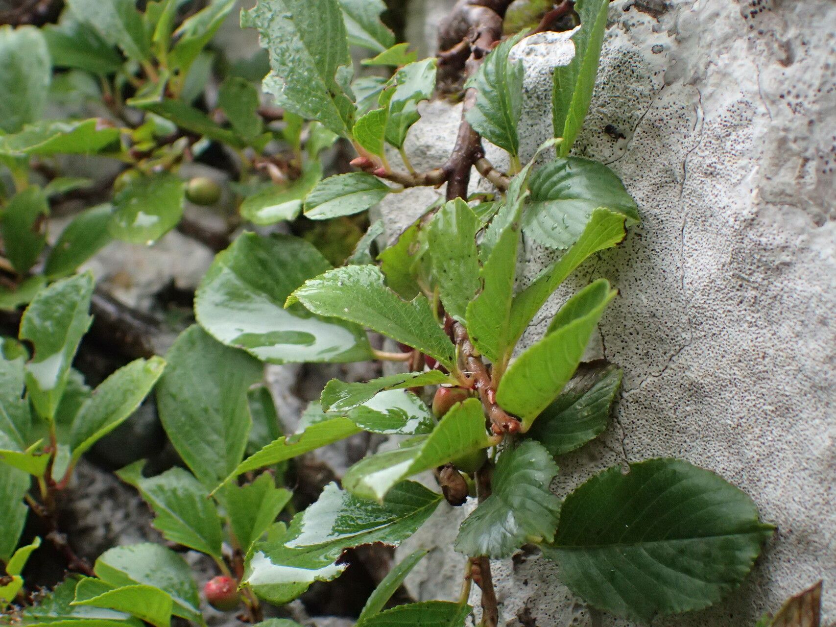 Rhamnus pumila leaf