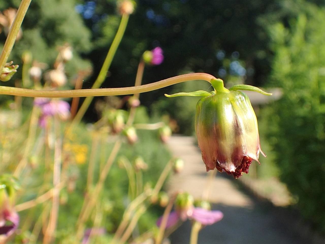 Dahlia merckii fruit