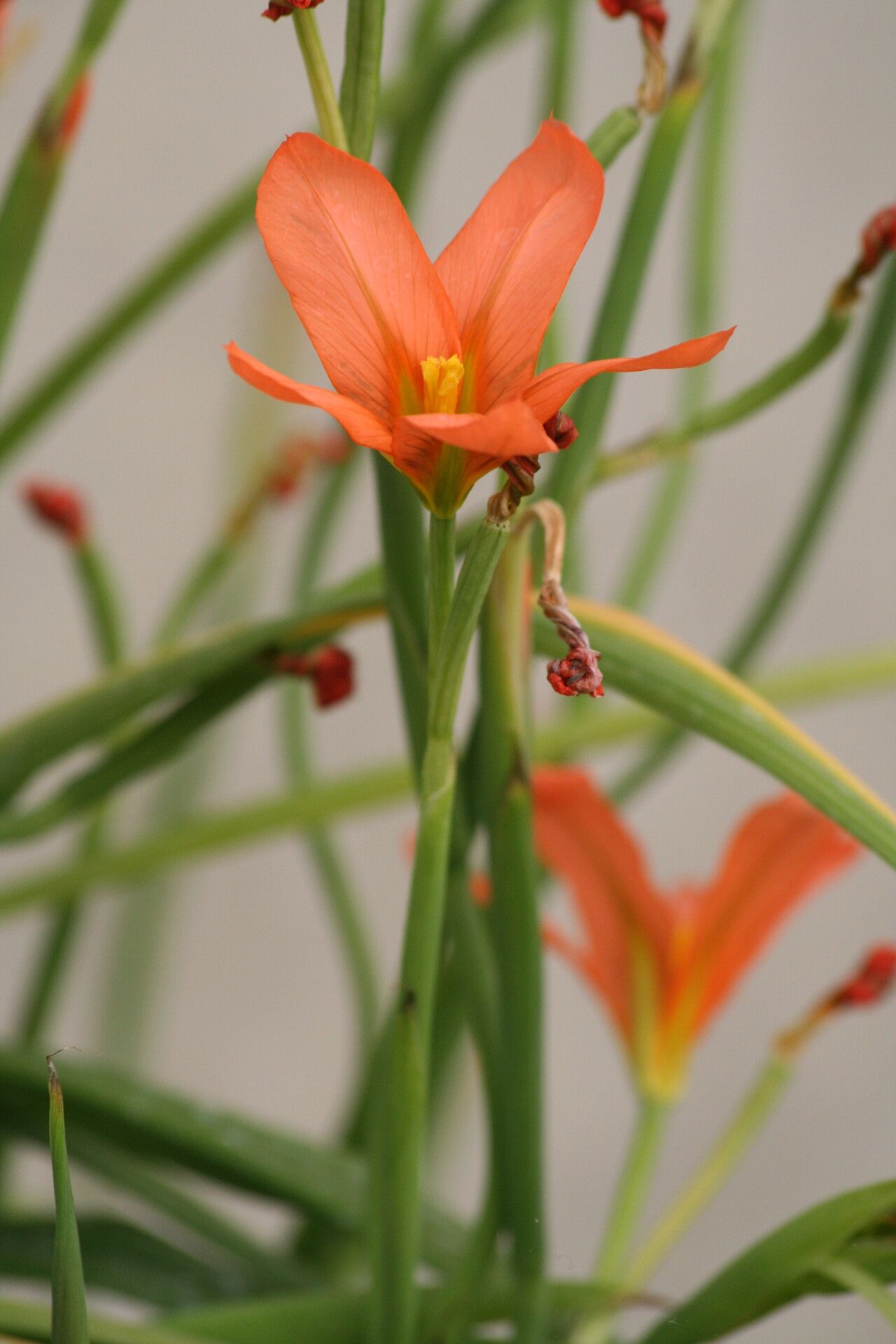 Moraea longistyla — houseplant care guide