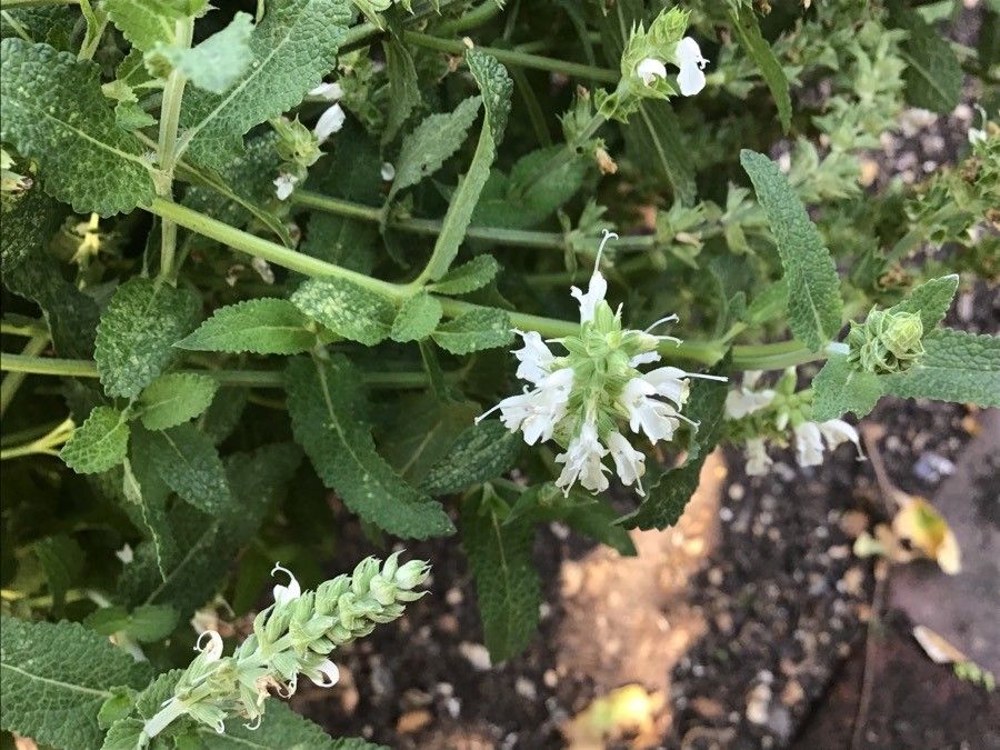 Salvia × sylvestris flower