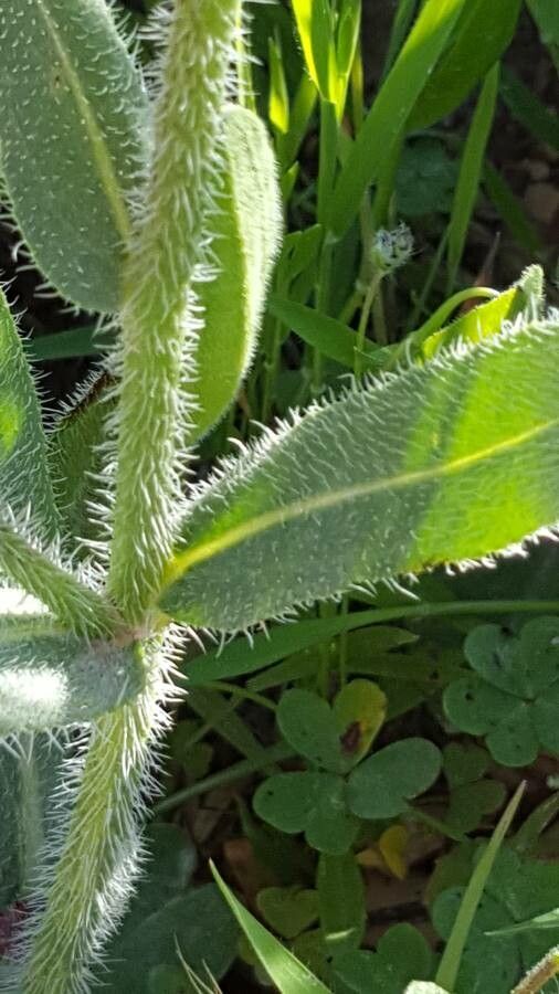 Anchusa italica leaf