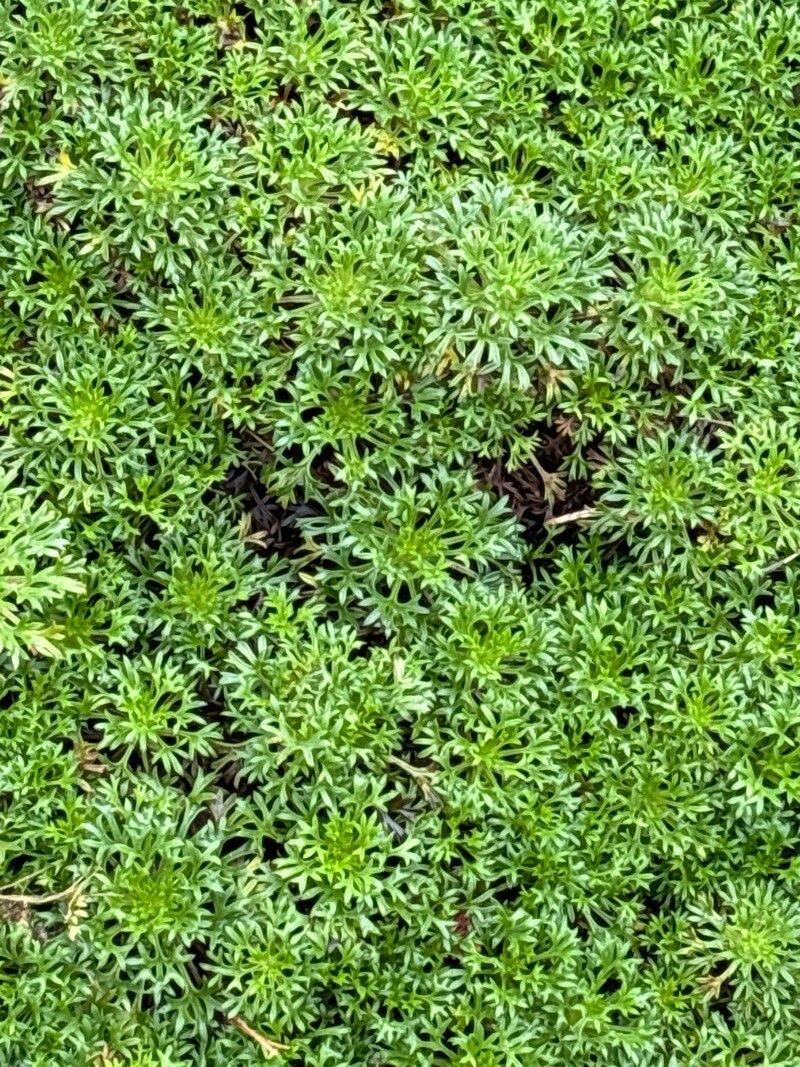 Saxifraga canaliculata — houseplant care guide