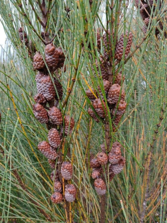 Allocasuarina distyla fruit