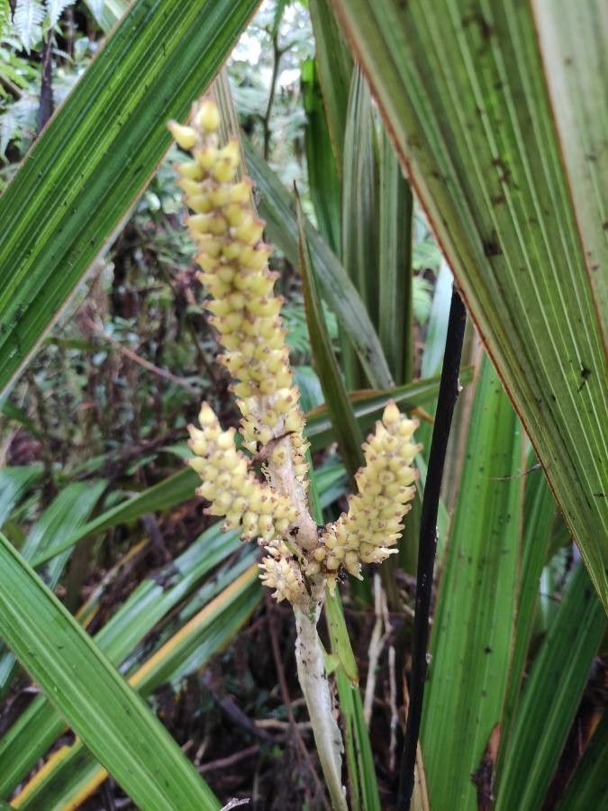 Astelia hemichrysa flower
