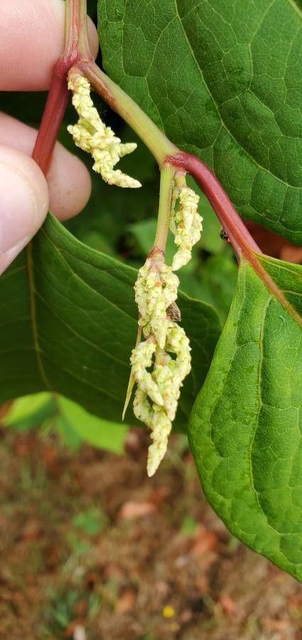 Saururus cernuus fruit