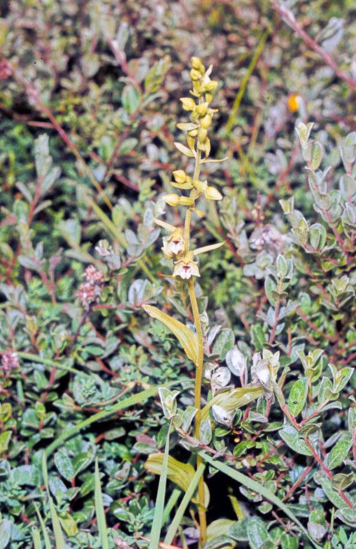 Epipactis dunensis habit