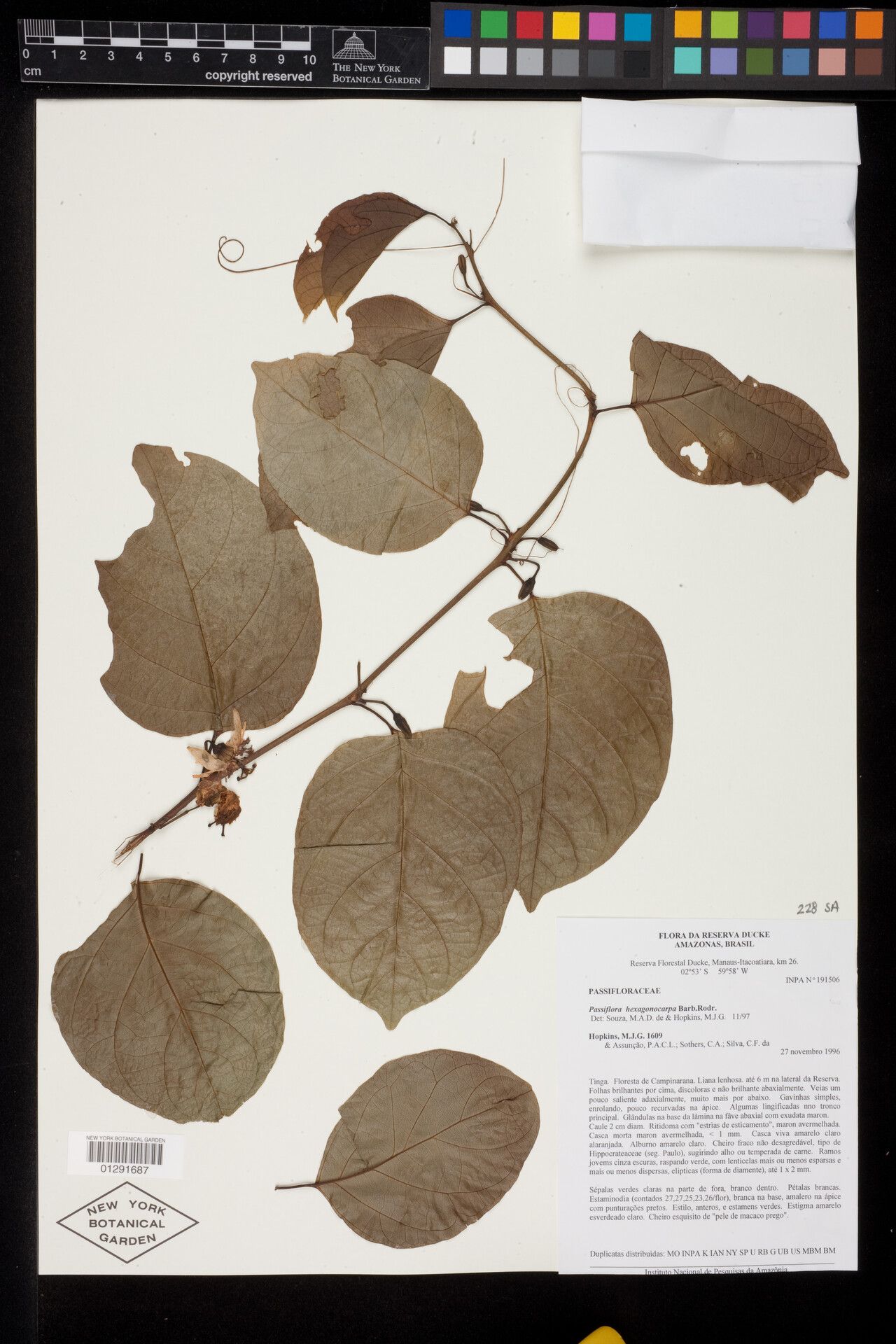 Passiflora hexagonocarpa — houseplant care guide