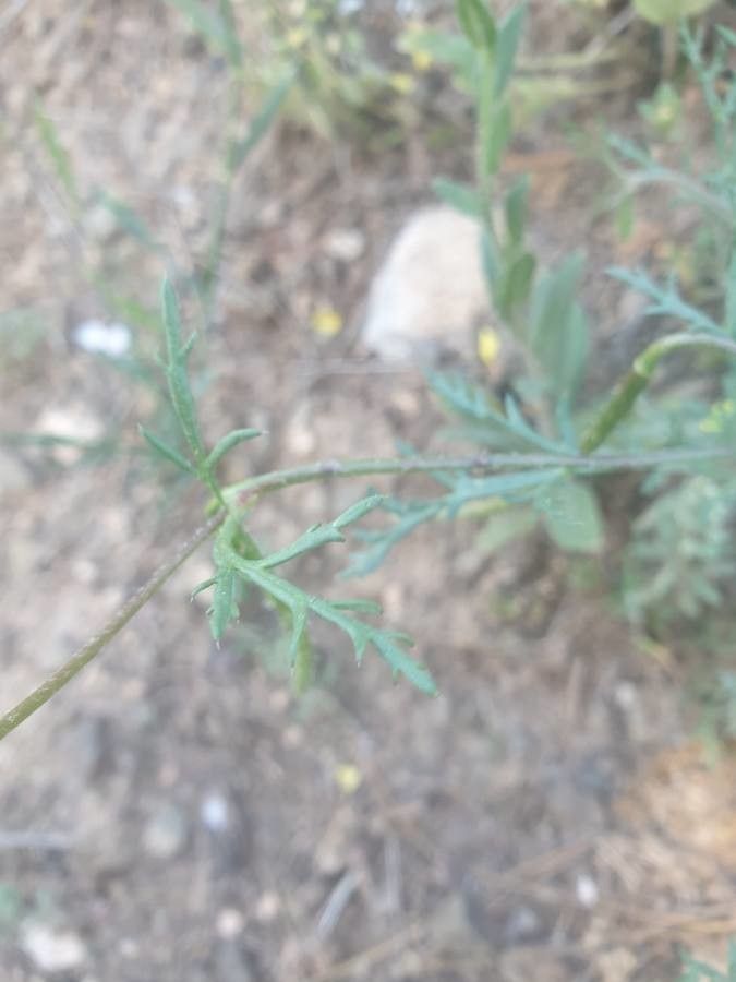 Roemeria hybrida leaf