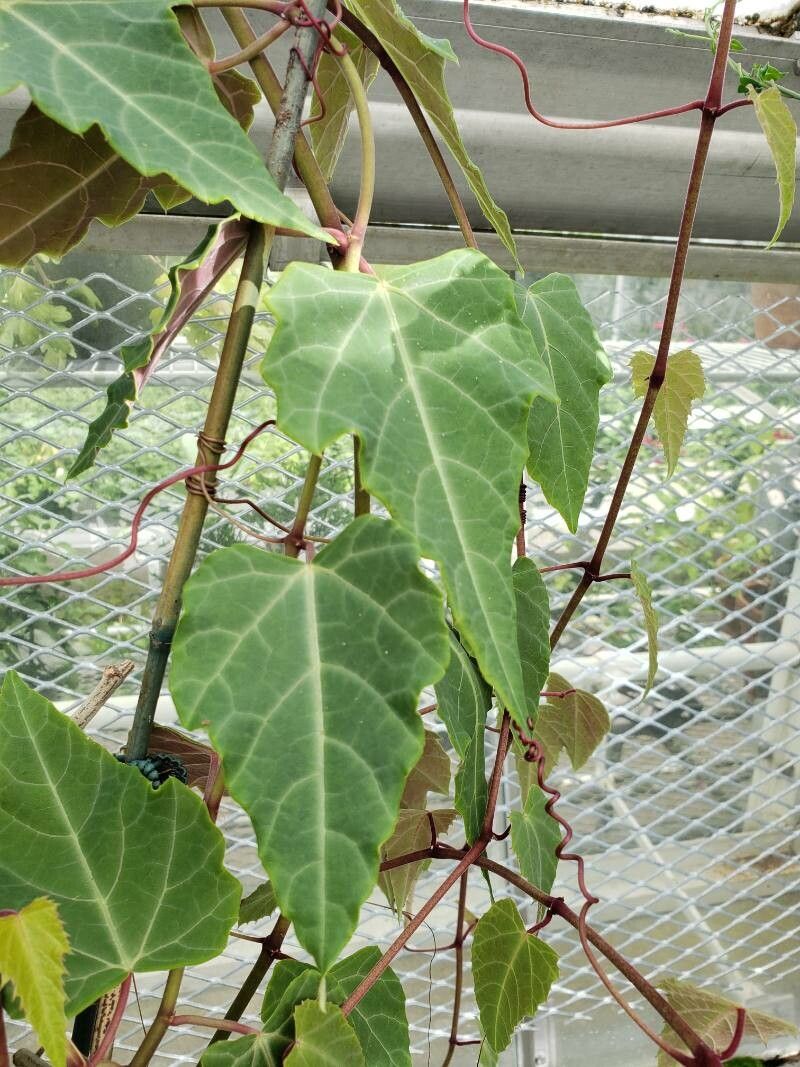 Cissus javana — search result for 'Begonia'