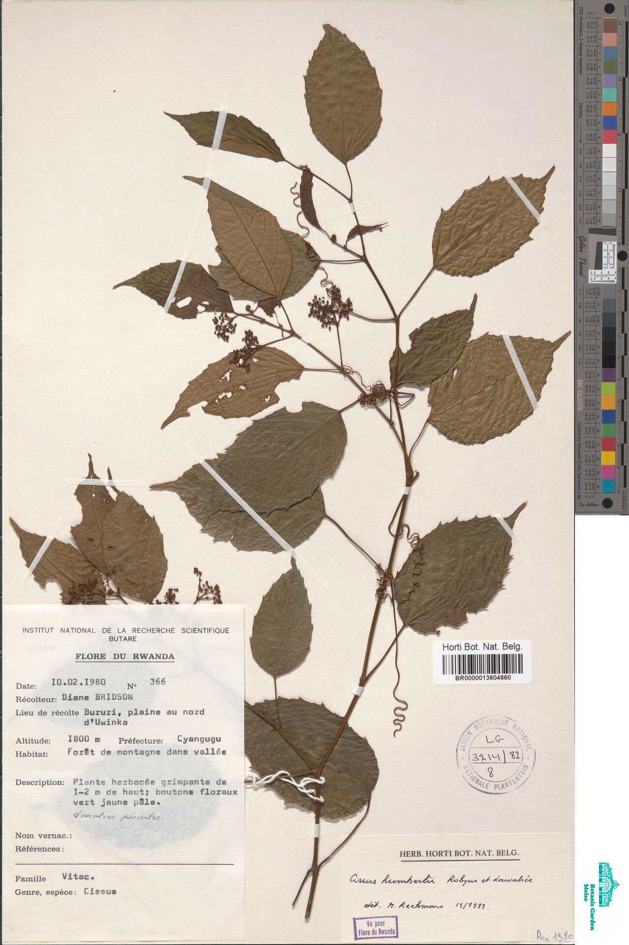 Cissus humbertii — houseplant care guide