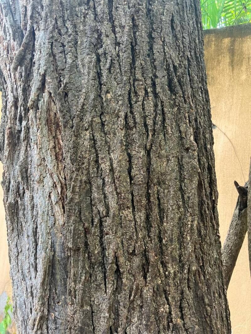 Heliocarpus terebinthinaceus bark