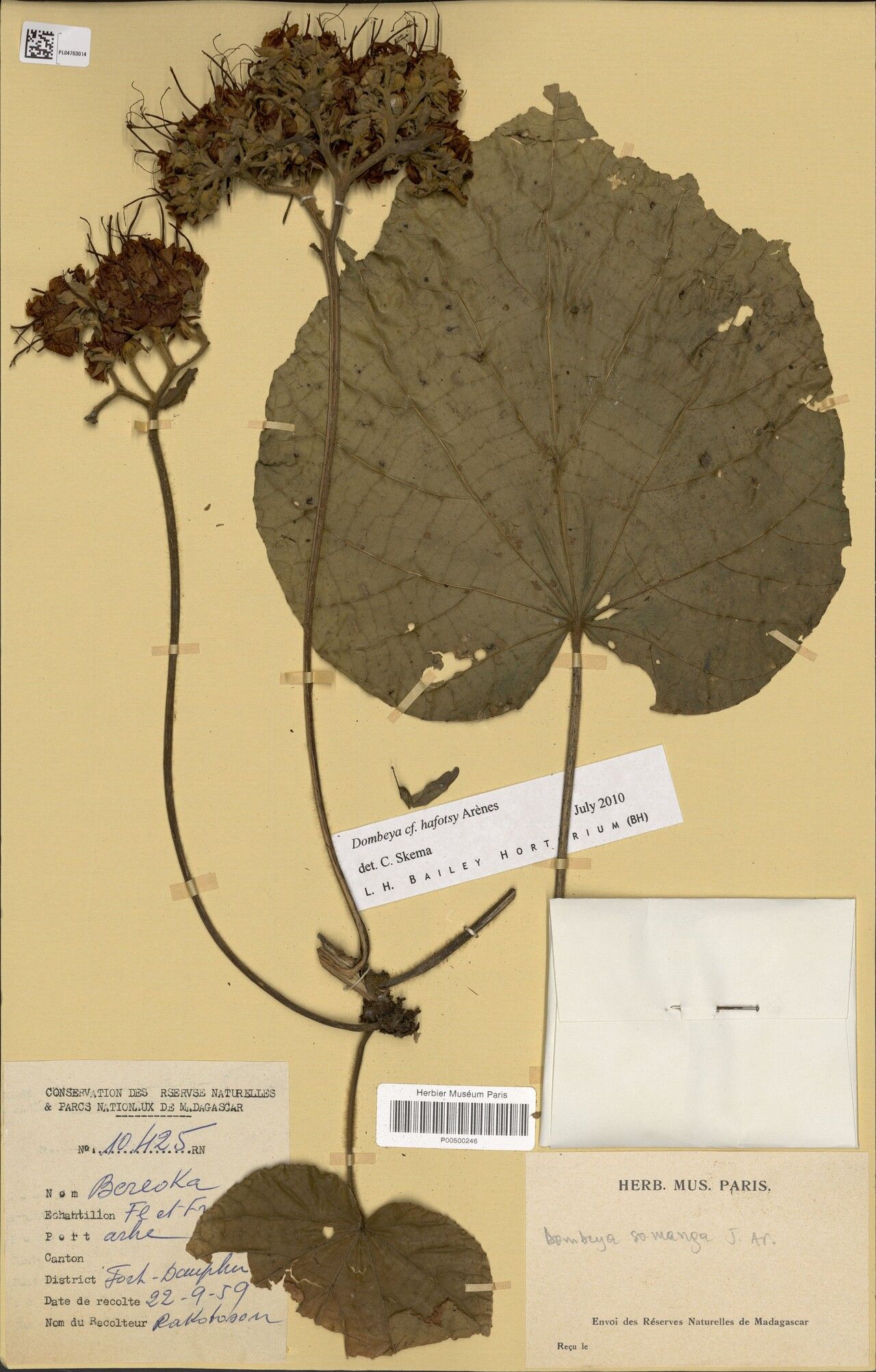 Dombeya hafotsy — houseplant care guide