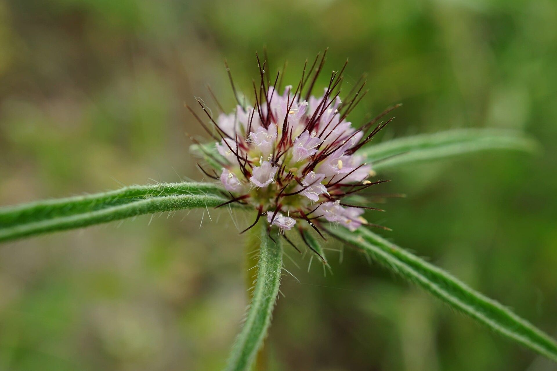 Scabiosa sicula — houseplant care guide