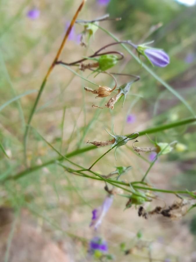 Campanula scheuchzeri fruit