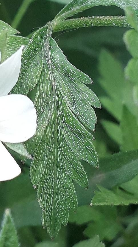 Torilis japonica leaf
