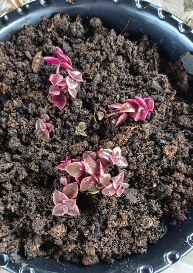 Crassula strigosa — pet friendly houseplant