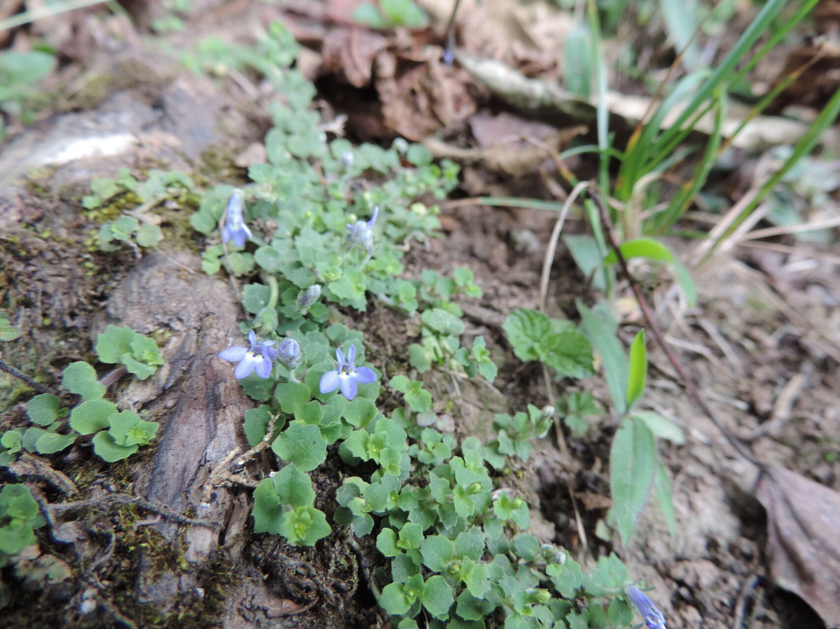 Lobelia minutula habit