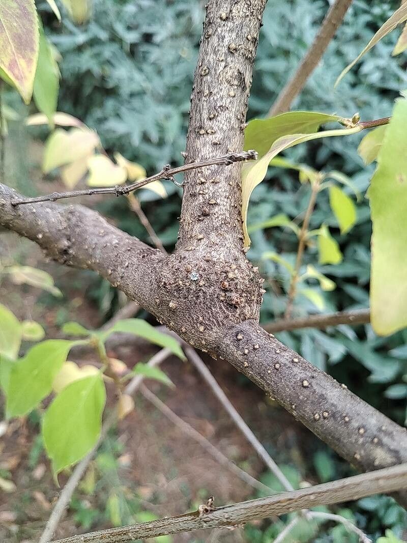 Rhamnus ussuriensis bark