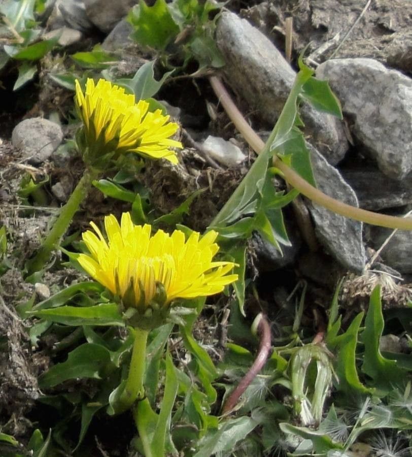 Taraxacum erythrospermum — search result for 'Taraxacum'
