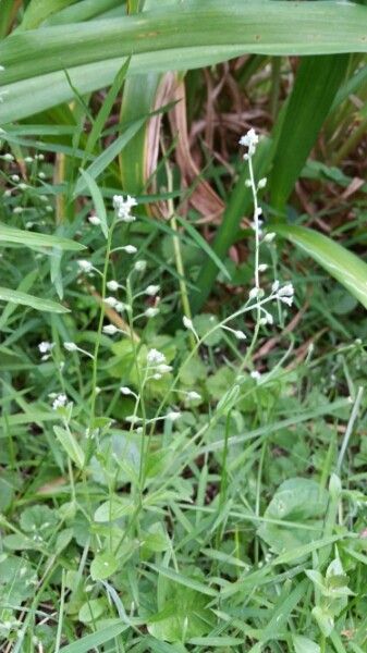 Myosotis macrosperma habit