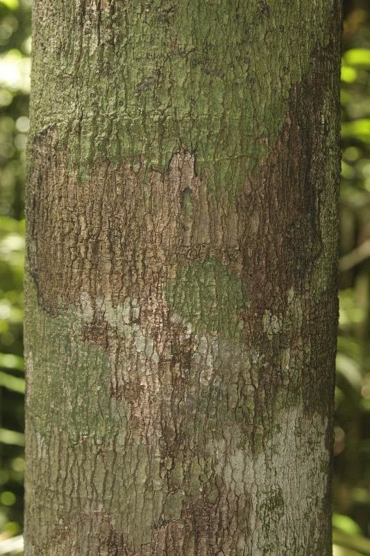 Pouteria laevigata bark
